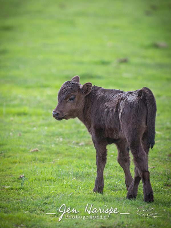 Mamón de la Ganaderia Adelaïda Rodriguez – Image 2