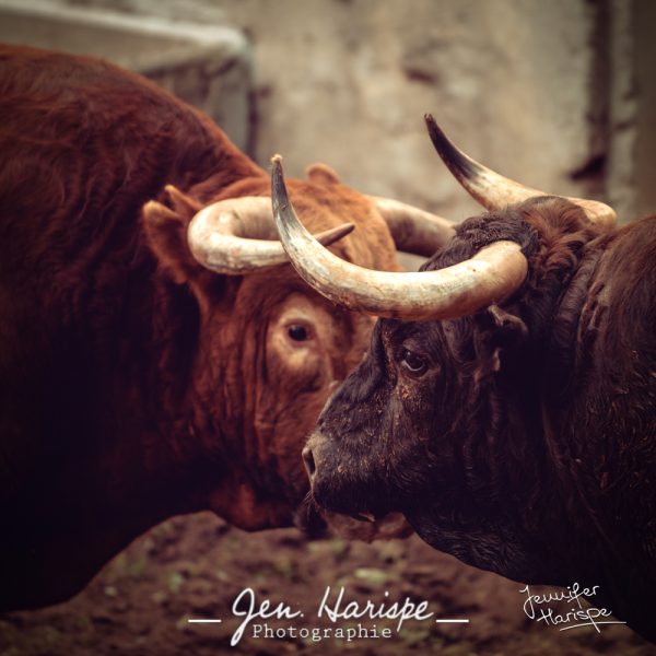 Toros de Pedraza de Yeltes - Débarquement à Mont de Marsan 2021 – Image 2