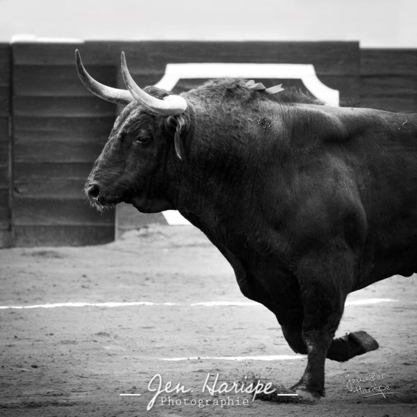 Toro de Cebada Gago à Vic Fezensac – Image 2