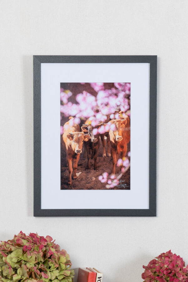 Jeunes Toros de Pedraza de Yeltes au printemps – Image 2